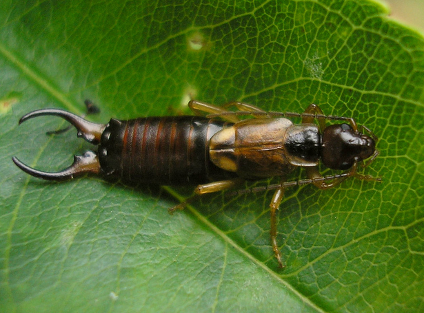 Are earwigs beneficial to my garden?