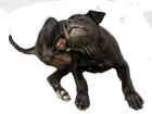 fleas