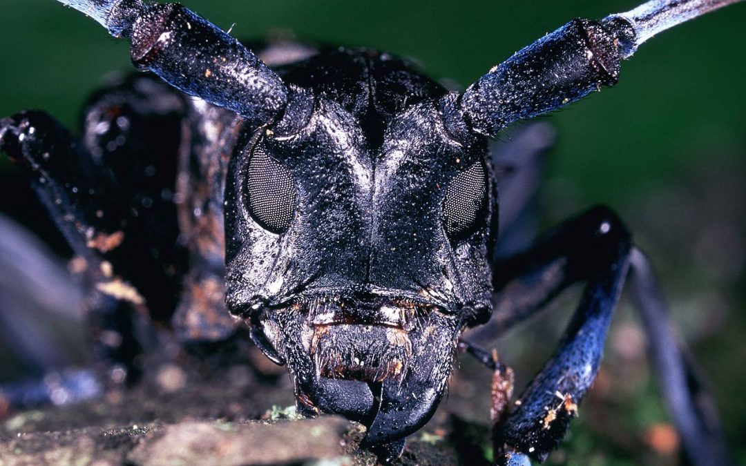 Entomologists Warn Indiana Residents of the Potential Arrival of the Asian Longhorned Beetle