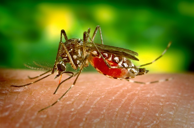 Affordable Pest Control Options for Mosquitos