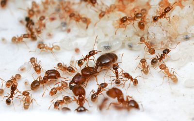 Why Are There Ants in My Kitchen?