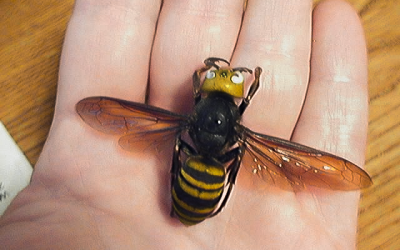 Asian Giant Hornets are Here. Should Indiana be Scared?