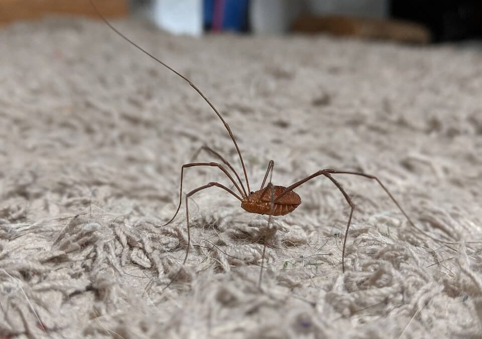 Basement Bugs Identification