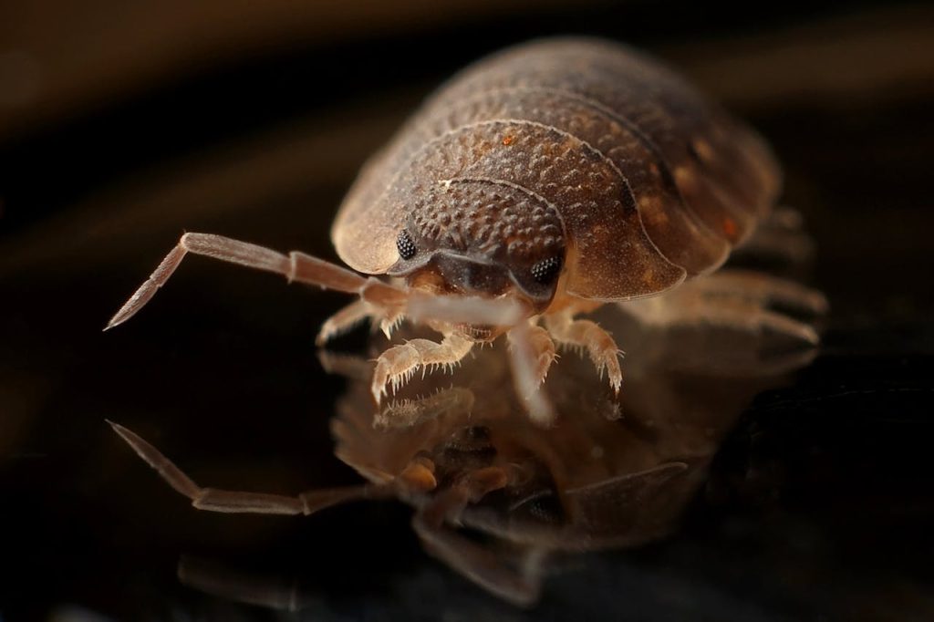 Bedbug Closeup