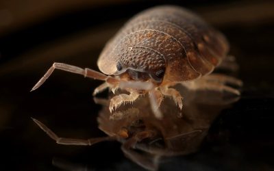 How Do I Know if I Have Bedbugs?