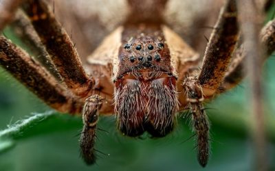 World’s Most Dangerous Spiders