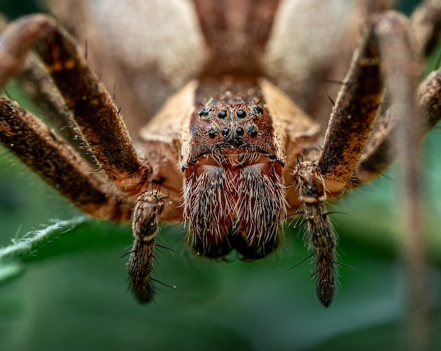 World’s Most Dangerous Spiders