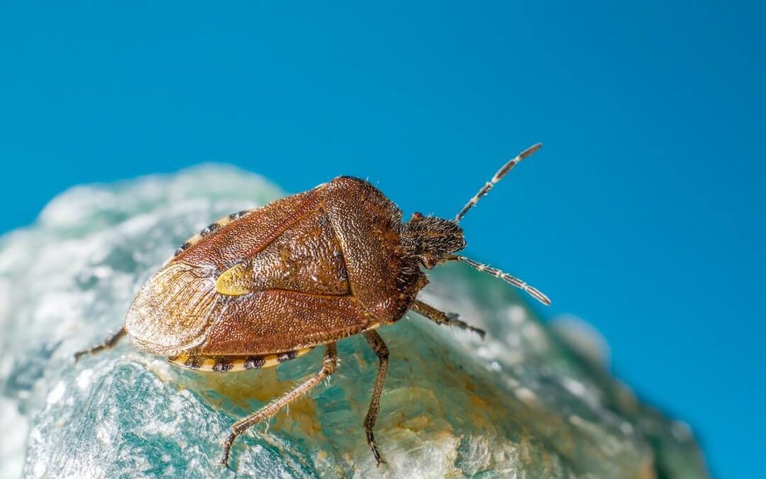 Indiana Beware! Stink Bugs Are Here
