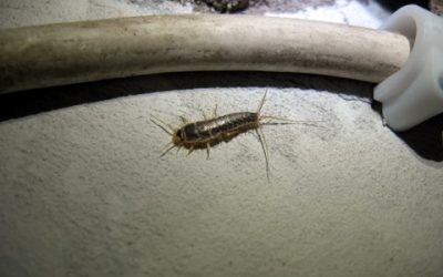 Bugs in the Bathroom? Egh. What Can You Do About it?