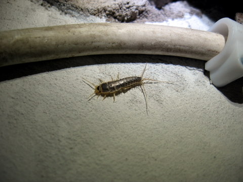 Bugs in the Bathroom