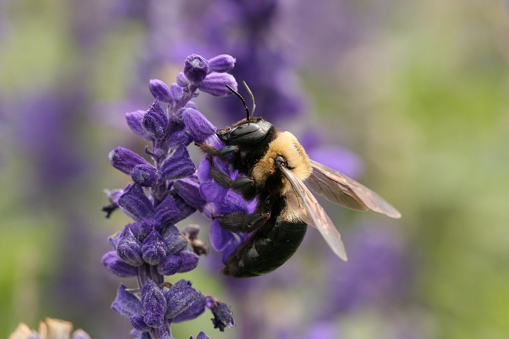 Are Carpenter Bees in Season?