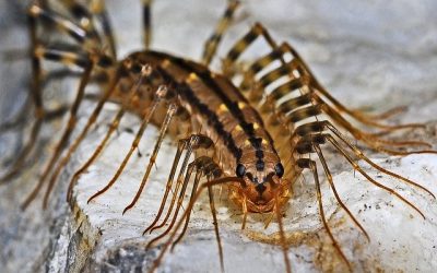 Centipedes – A Comprehensive Guide