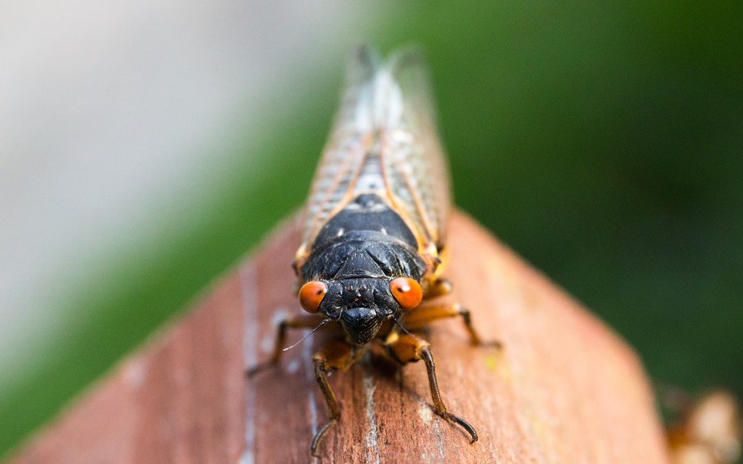 Emergence of the Brood X Cicadas