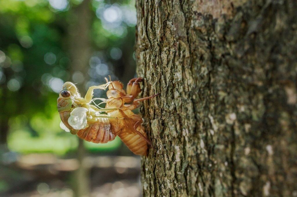 Cicada Emerging