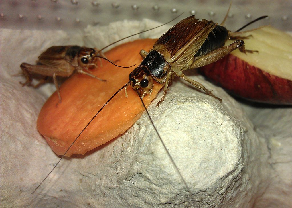 Crickets Eating Carrot