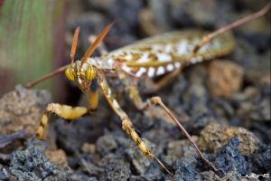 Weirdest insects: Devil’s Flower Mantis