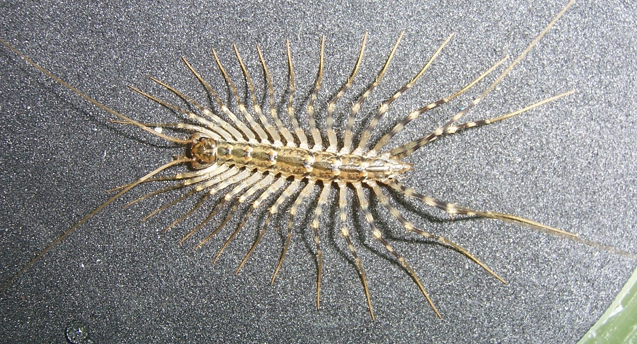 House Centipede Wikimedia
