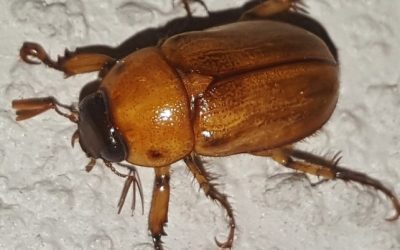 June Bugs Have Arrived in Indiana