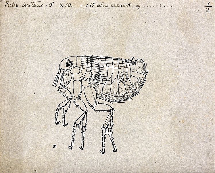 Male Human Flea Drawing