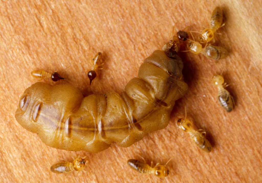 Mature Queen Termite
