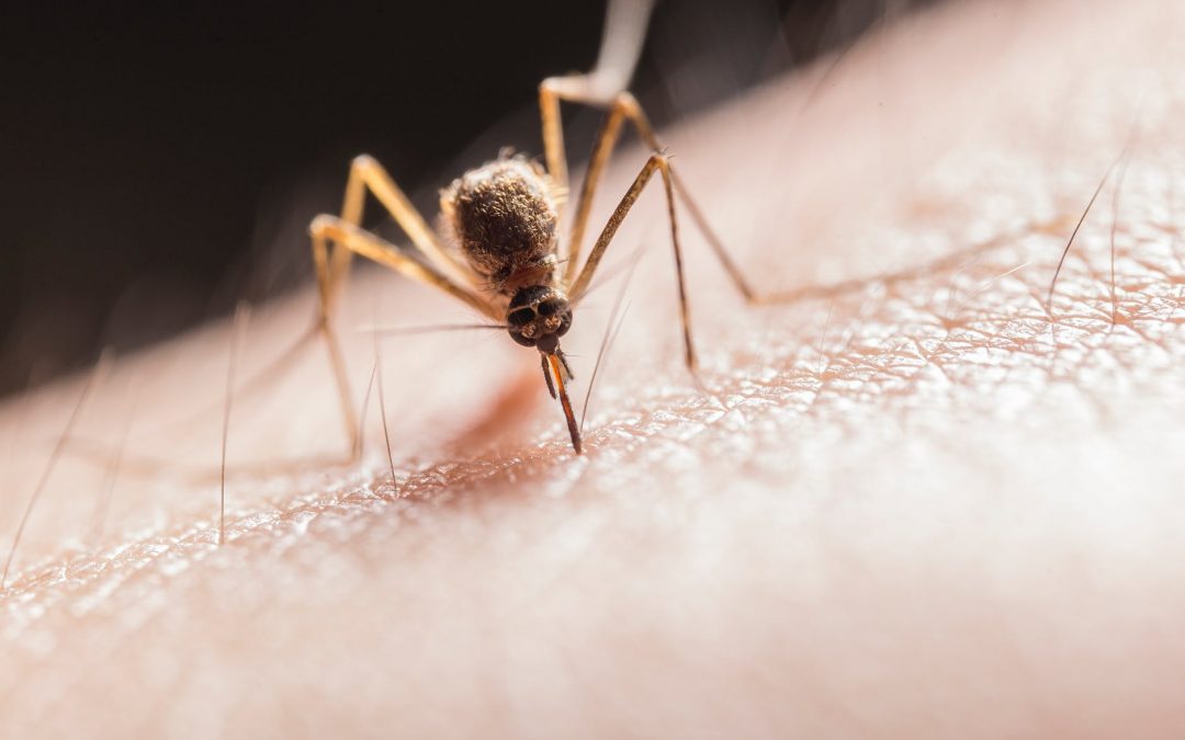 Have a Mosquito-Proof Summer. Tips to Get Rid of Mosquitoes in Your Yard.
