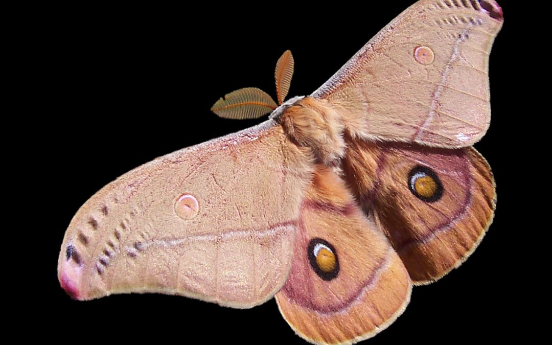 Moths in the House? Here’s What to Do