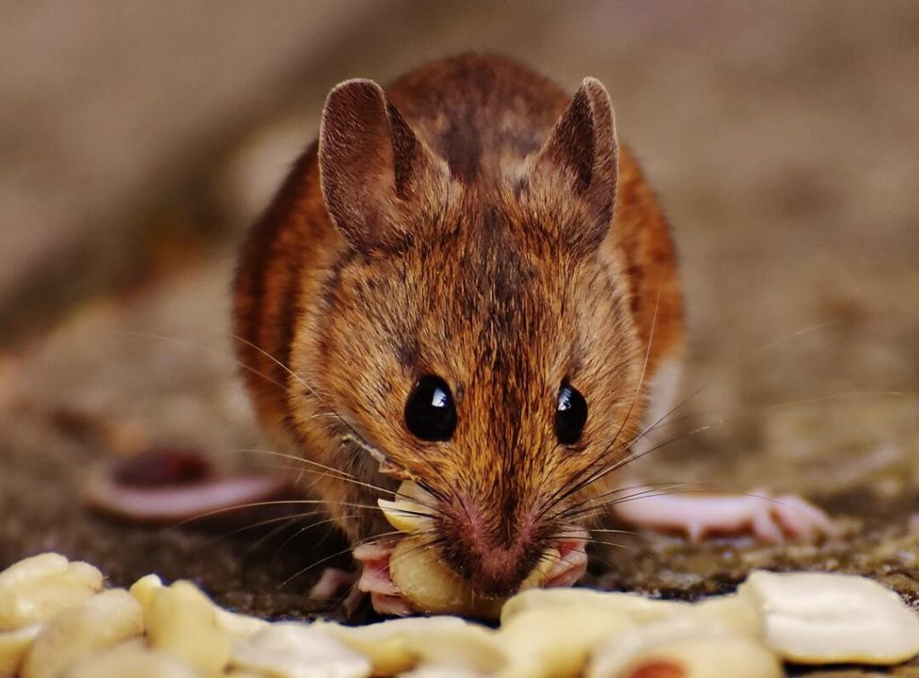 Mouse Eating Crumbs