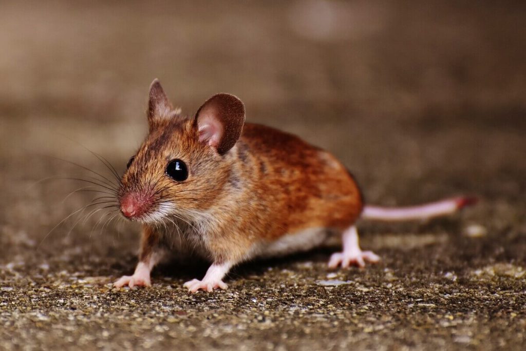 A mouse is a rodent that can carry fleas