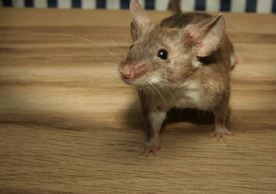 What Types of Damage Do Rodents Cause in Homes?