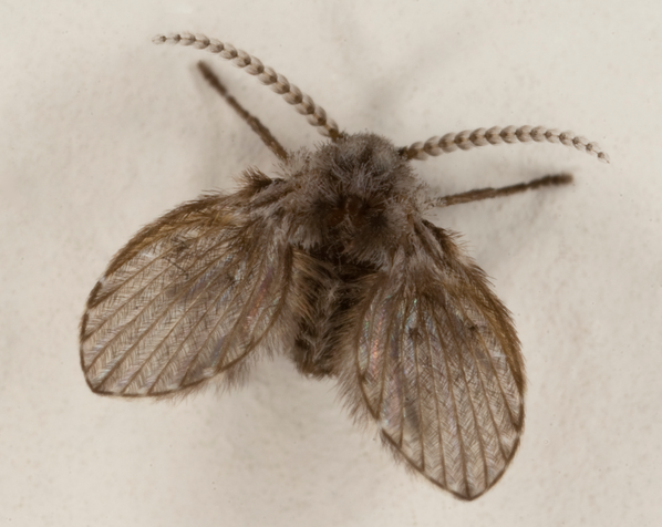 Pest Treatment for Drain Flies
