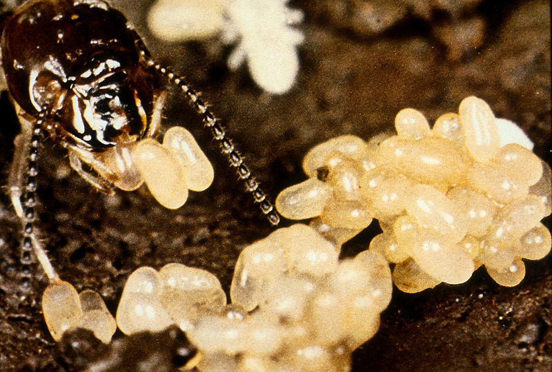 Queen Termite Wikimedia