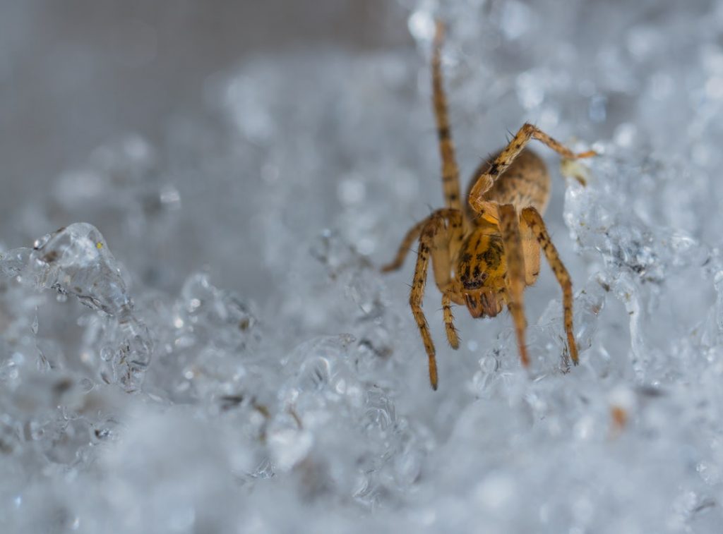Spider in the Snow