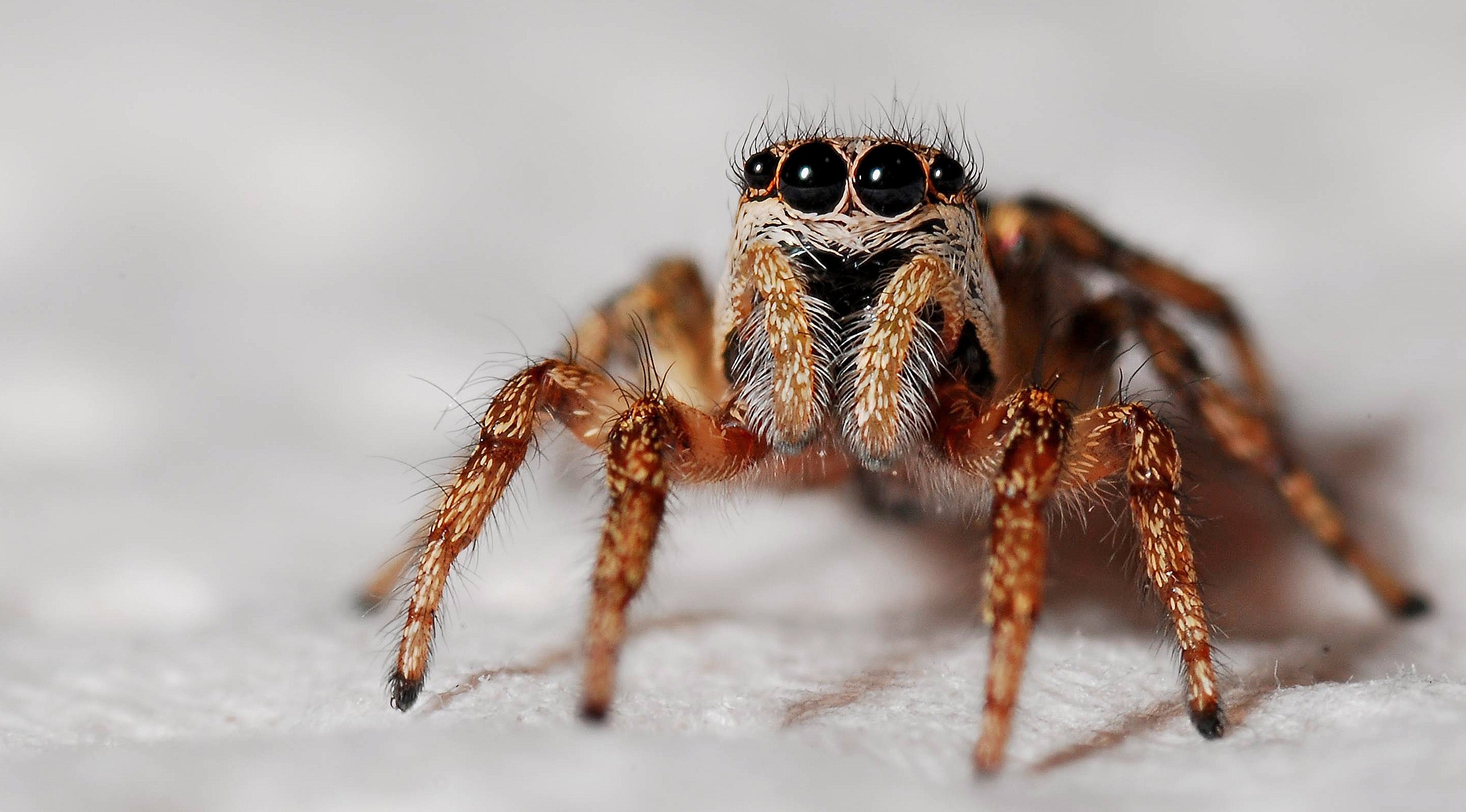 What Attracts Spiders in the House? AllPest Indiana Pest Control