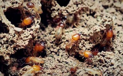 What Types of Termites are in Indiana?