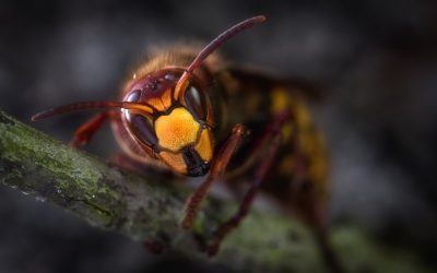 Wasps: Identifying Stinging Pests