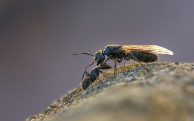 Winged Ants in the House