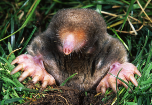 active-pest-control-moles