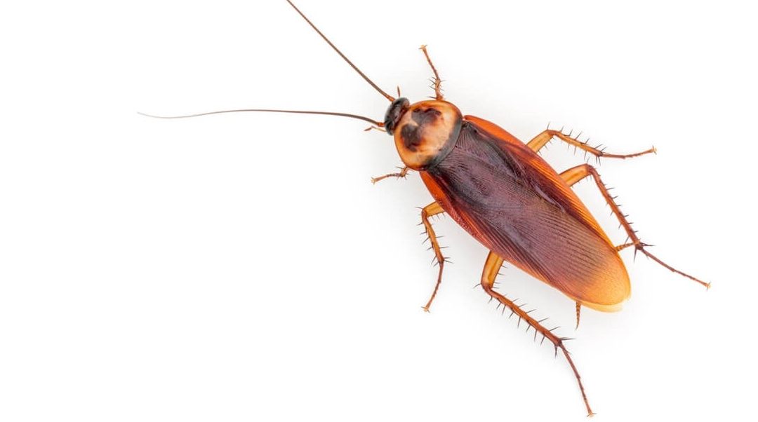 What Kinds of Cockroaches are in Indiana?