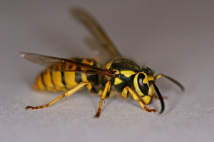 american-wasp