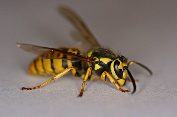 Part 3 of 4: Outdoor Insects Month – The American Wasp