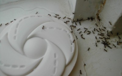 Ants in Slab Homes