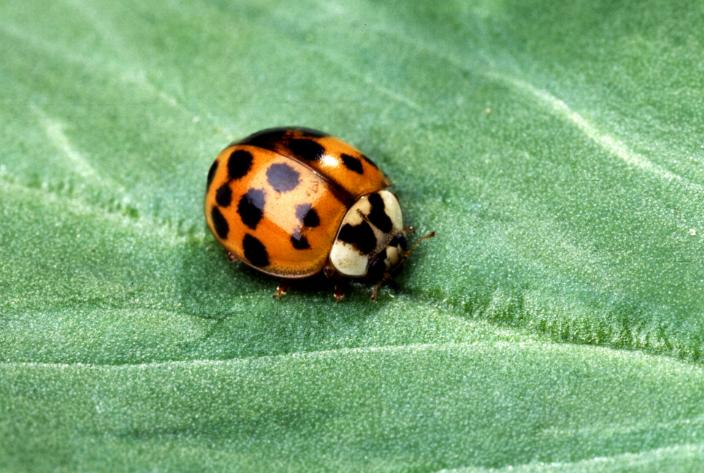 Asian Lady Beetles: What to Do About Infestations