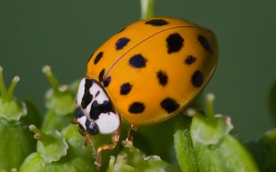 Fall Pest Guide: Asian LadyBugs (Part 6)