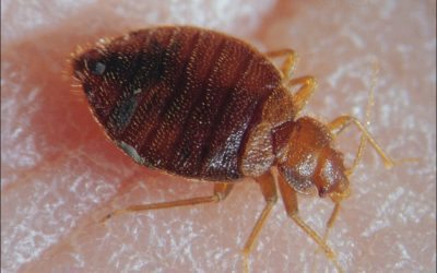 Bed Bugs in Winter