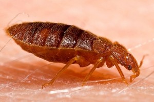 Bed Bugs in Institutions