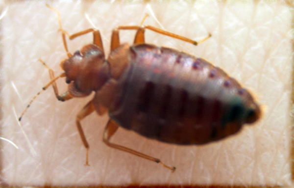 all pest exterminator richmond bedbugs