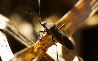 Fall Pest Guide: Box Elder Beetles (Part 5)