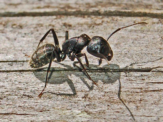 Carpenter Ant Information