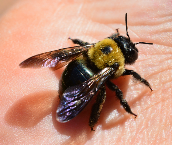 Part 1 of 4: Outdoor Insects Month – Carpenter Bee Facts