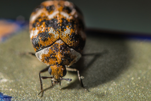 Carpet Beetle Pest Control Services - Carpet Beetle Exterminators
